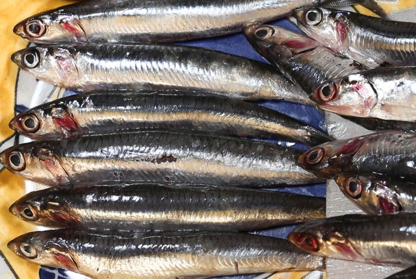 European Anchovy Facts: Profile, Traits, Nutrition, Range, Catch